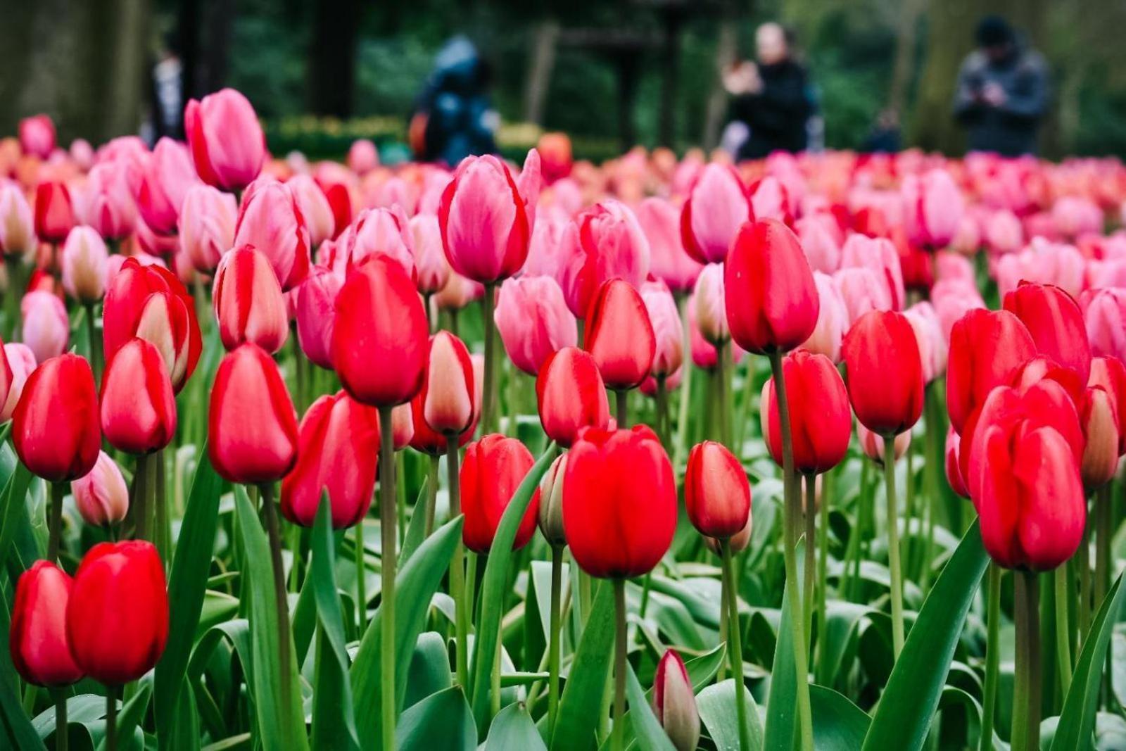 Marinapark Residentie Bloemendaal Hotel Vogelenzang Екстериор снимка